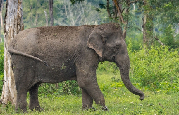 Dubbare Elephant Camp