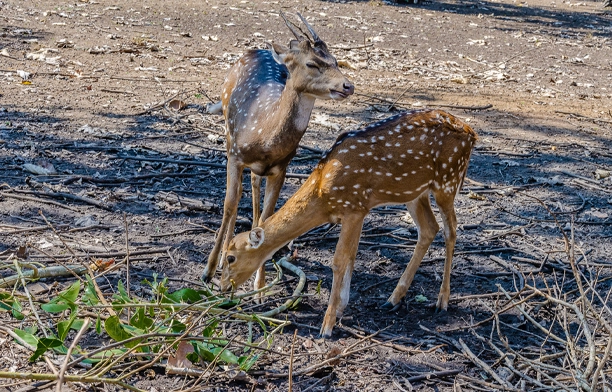 Nisargadhama